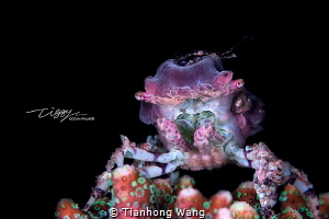 OCEAN ALIEN
This guy look like an alien creature in cart... by Tianhong Wang 